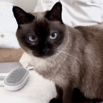 約2年前に保護した猫 ⇢ まめち|本名みつまめです🫘|年齢不詳 ⇢ 恐らくお姉様です|飼い主は猫でいうと2歳♀︎|猫エイズ・口内炎・慢性膵炎|普段は元気いっぱいです|日々の食事のことや少しでも病気が良くなるような情報があれば。。💭|猫好きさん、よろしくお願いします(⁎ᴗ͈ˬᴗ͈⁎)|無言フォロー失礼致します🫧