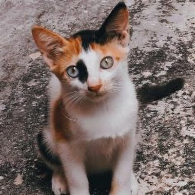 Sresh_Dutta's profile picture. Hello!! 
Exploring the community