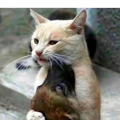 trivvyrick's profile picture. not a heisman trophy winner …30 🪶🪶 . Chiefs Twolves Twins