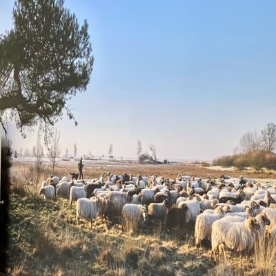 #Schaapherder #natuurmonumenten #Dwingelderveld 🍀 #grootsteennatsteheidegebiedvanEuropa #SchaapskooiAchtertZaand #DrentsHeideSchaap #HollandseHerder Finn&Sef
