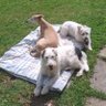 LuluRoberts1's profile picture. I’m an English speaking, Spanish rescue terrier living in France, me bruv's a skinny whippet!