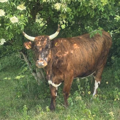 33233423hq26's profile picture. Supporter of the RNlI and crew member at Tower Lifeboat, ❤️ River Thames, Animal Lover; Dislikes dishonesty, laziness & jealousy. Views my own not my employers