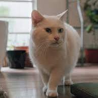 EdwardMcca1406's profile picture. 私は車が大好きだし、花も大好きです