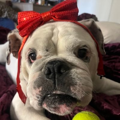 hi I’m Claire, an 11 years young Olde English Bulldog . I love to love and be loved!