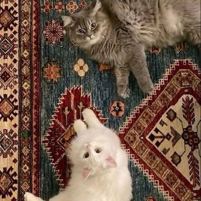 ولازال الأمل موجود والدنيا مدار أفلاك هذا نجمٍ تسرّحه الشموس وذا تضوي به
