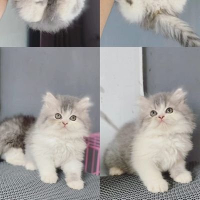 jinggaaaseliaaa's profile picture. 