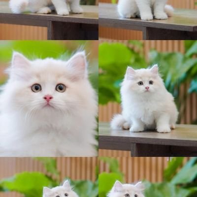 Aqilaaa537059's profile picture. 