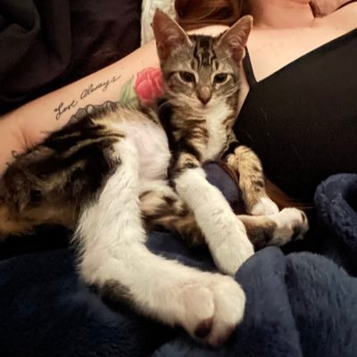 kristen_dahlia's profile picture. she/her | 🌹🍉