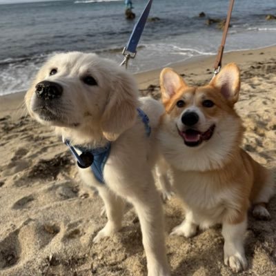 debbiecassau's profile picture. 