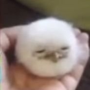 BrandonCoochie1's profile picture. 19, literally god so abide by my rules, will smite you down. trans rights.