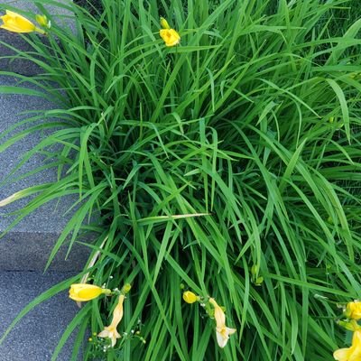 Oliviera1's profile picture. 