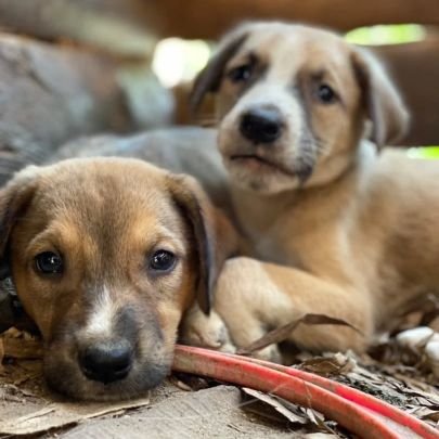 NjK_Dog_Rescue's profile picture. Join me on a mission of rescuing and rehoming stray dogs. Please kindly consider DONATING🙏, SUPPORTING for the RESCUED🛟. Any_act of kindness saves a life 🐕🐾