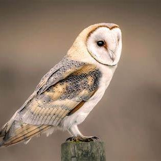 thebarnowl11's profile picture. I post drama and internet stuff. All opinions are my own