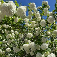 hazal (@hazal795350) Twitter profile photo
