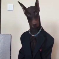 Gentledog (@sorrowsmirk) 's Twitter Profile