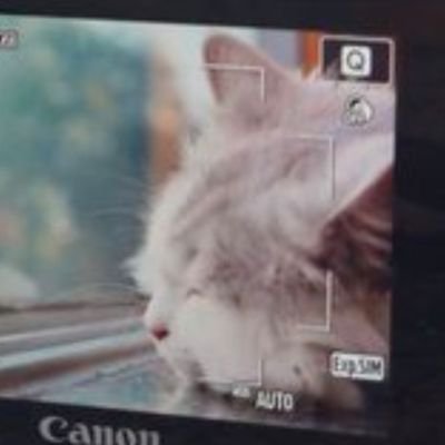 #photographer / 🐶Furry,Fursuit🐱 / 이 외 것도 업로드 / 원본은 말씀해 주세요 / 언제나 감사해요☺️