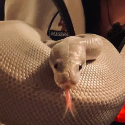 NFTHYPNOTIZED's profile picture. SAGAGENESIS  - living life in paradise 🙏