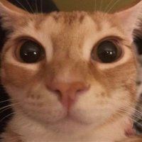 Ly! (@iloveoreos6660) 's Twitter Profile Photo Ly! (@iloveoreos6660) 's Twitter Profile Photo