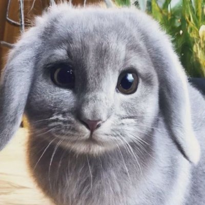 alfiさんのプロフィール画像