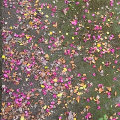 letteletteG's profile picture. 