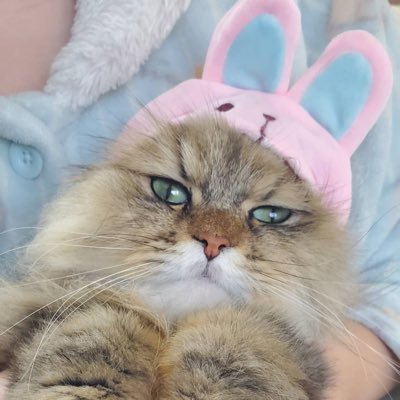 お絵描き、猫、ゲーム大好き。鉄拳8の試合観戦にハマってます😆ヘッダー絵はギギラマーマさんに描いていただきました☺️✨
