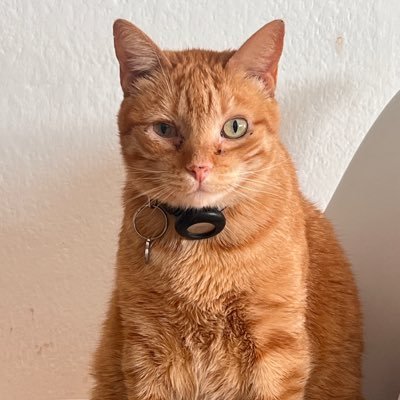 tofuconwifi's profile picture. 🥴