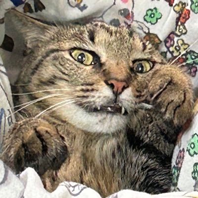 yktr_m's profile picture. 劇団新生 仮入団中 衣小・大道具