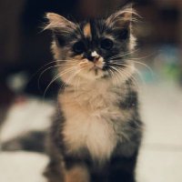 Parawangsa_ Irfan (@parawangsa08) 's Twitter Profile