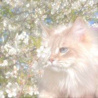 ℛ (@retusil) 's Twitter Profile