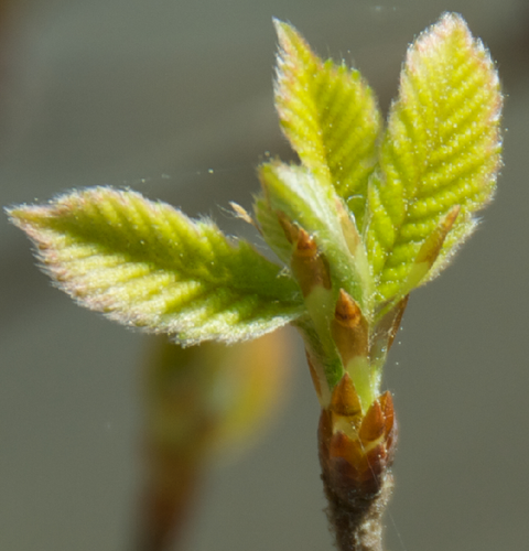 Tree & flower phenology observations of native and introduced species/cultivars including National Phenology Network (Nature's Notebook) plants.