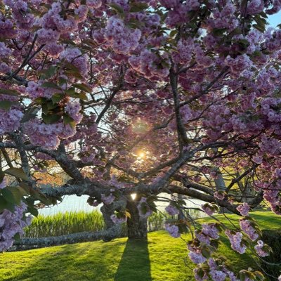 dhvale's profile picture. 