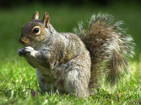 I'm a gray squirrel residing on the University of Illinois Quad and often off exploring around Chambana.