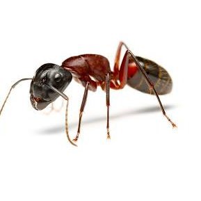 Glory to our hive.
(anything I post is a joke unless it's about the US or Palestine)