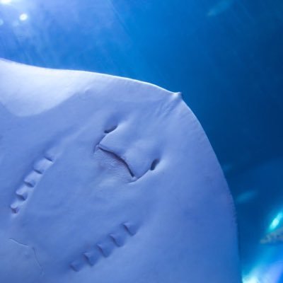 eiganken's profile picture. ほやほやソフトウェアエンジニア🔰