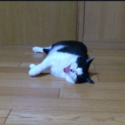 colo09621325691's profile picture. 公認不正検査士（CFE）。大好きなミュージシャンはeill、milet、Mr.Children。腎癌克服、でも片腎。自死遺族。投資（投資信託、米国株）やっています。