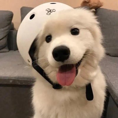 Humbledog_m's profile picture. 一条下贱的傻逼公狗、马桶、脚垫。我只是取悦主人的玩具罢了。