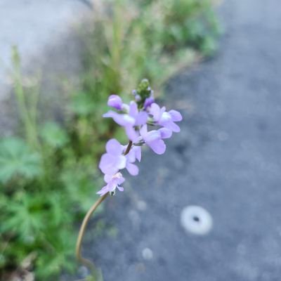 shizu1020ko2's profile picture. 