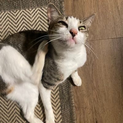 JxToF's profile picture. You just keep on trying Till you run out of cake