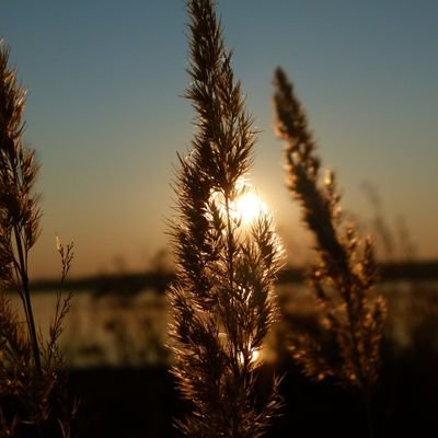 fieldofreeds7's profile picture. 임금님 귀는 당나귀 귀