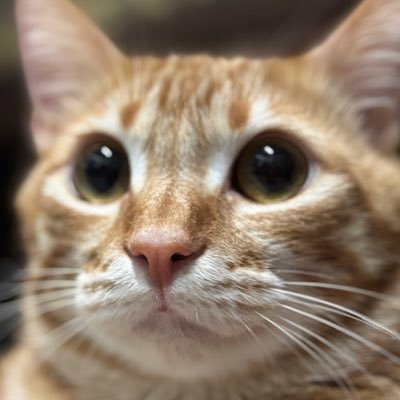 shin_0604_'s profile picture. Twice🍭 12/4請讓我搶票大成功（拜託了