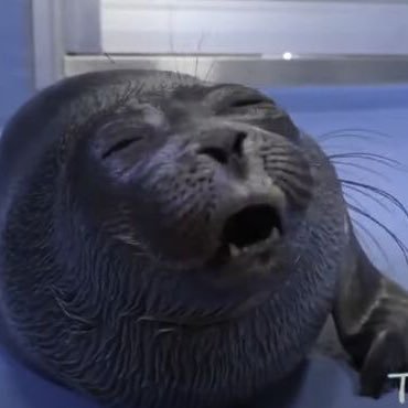 shitposts | bad at english | yumeship + seals enjoyer | mulitifandom