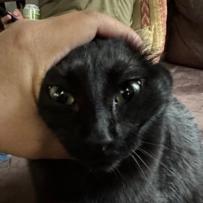 moblife1126's profile picture. memes and talking shit