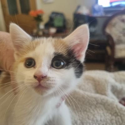 I'm Molly,a Calico cat
I'm Hugo,a pug
We love playing and cuddling our humans