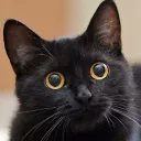 BlindBAYC's profile picture. NFTs since 2021 | @w3alpha_