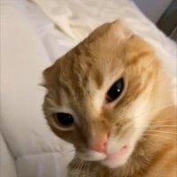 zFleX- (@hflexass) 's Twitter Profile