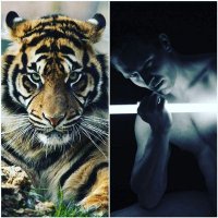 @Tigerfighter (@tigerginzi) 's Twitter Profile