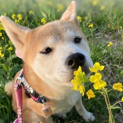 ゲーム大好きです😁 モンハンとか原神とかドカバトとかもろもろやってます😁 最近は愛犬のコッペの投稿が多めです🥰 可愛すぎてノロケが止まりません🥰