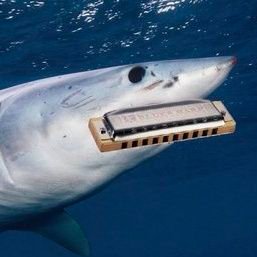 ryappibara's profile picture. 