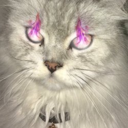 zabronelika's profile picture. 