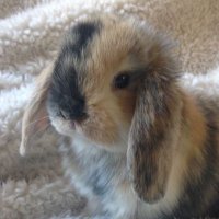 mio 🦭 (@dizzycqt) 's Twitter Profile
